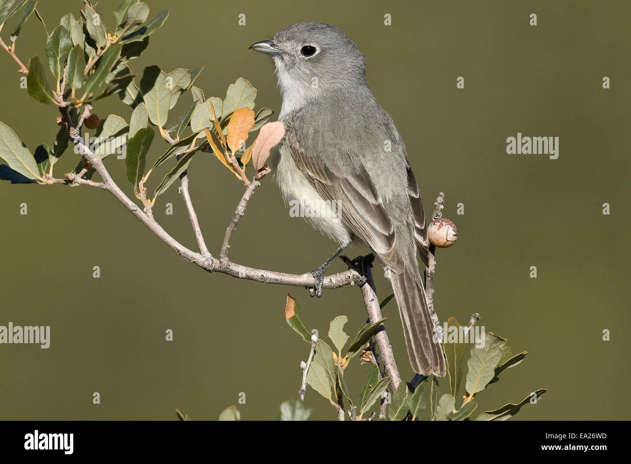 Gray Vireo Vireo vicinior Stock Photo Alamy