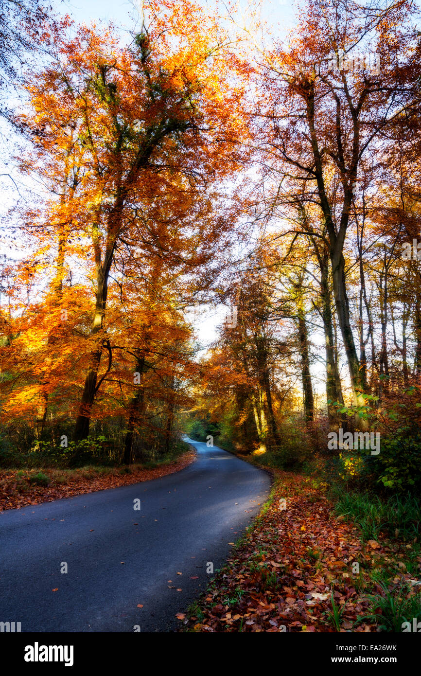 Autumn trees along side quiet country lane, may hill, gloucestershire UK Stock Photo