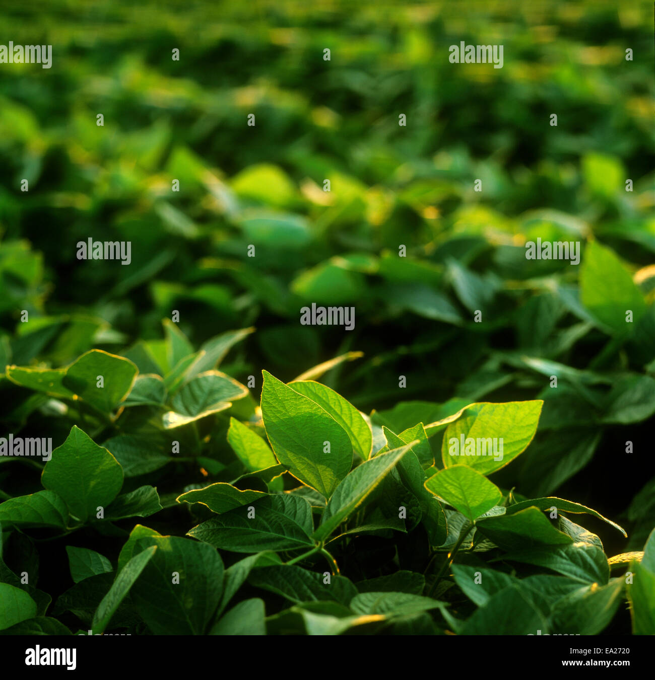 Agriculture - Closeup of mid growth soybean foliage / Ontario, Canada. Stock Photo