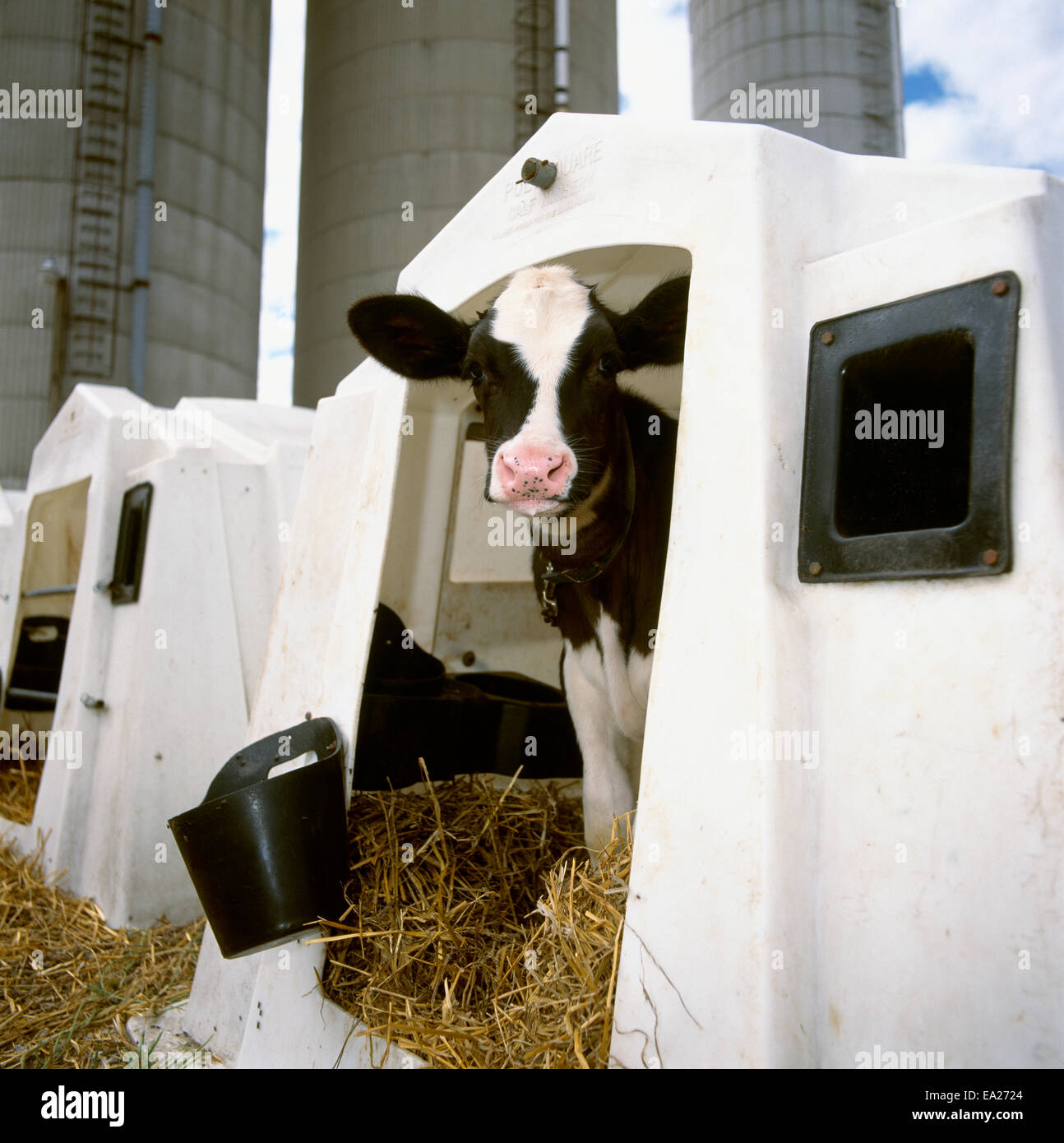 Livestock A Holstein dairy calf in a hutch at a dairy / Ontario