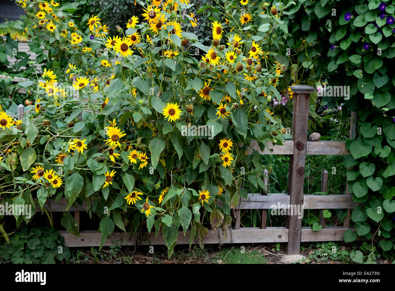 Sunflowers Garden Fence High Resolution Stock Photography and Images