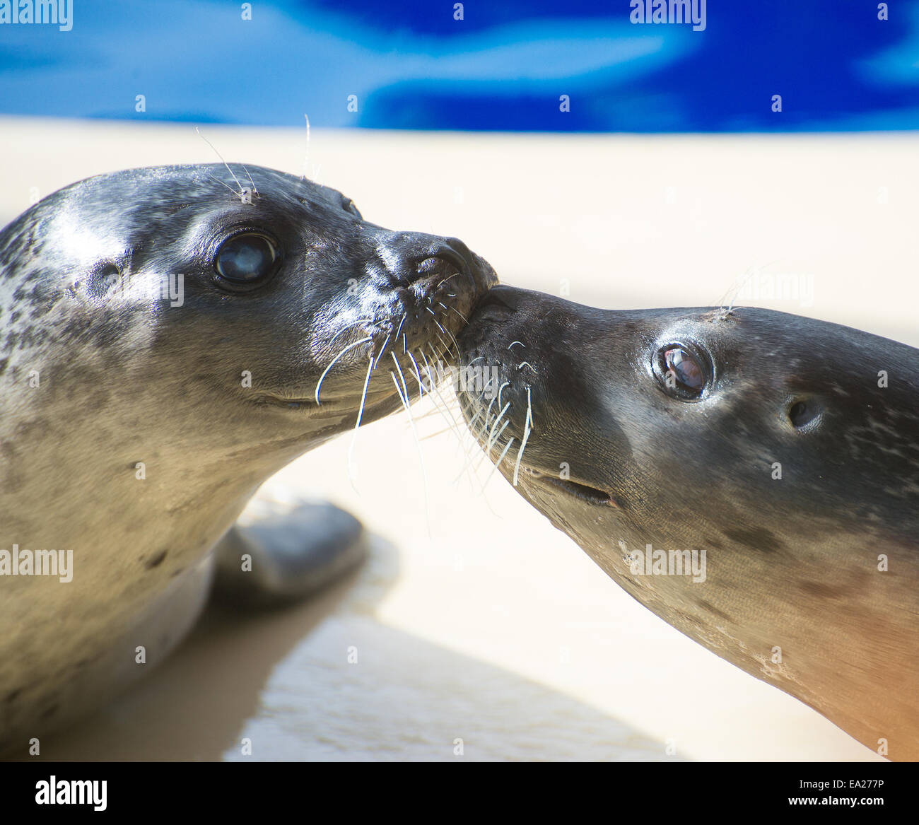 Portrait of marine seal kissing near water pool Stock Photo Alamy