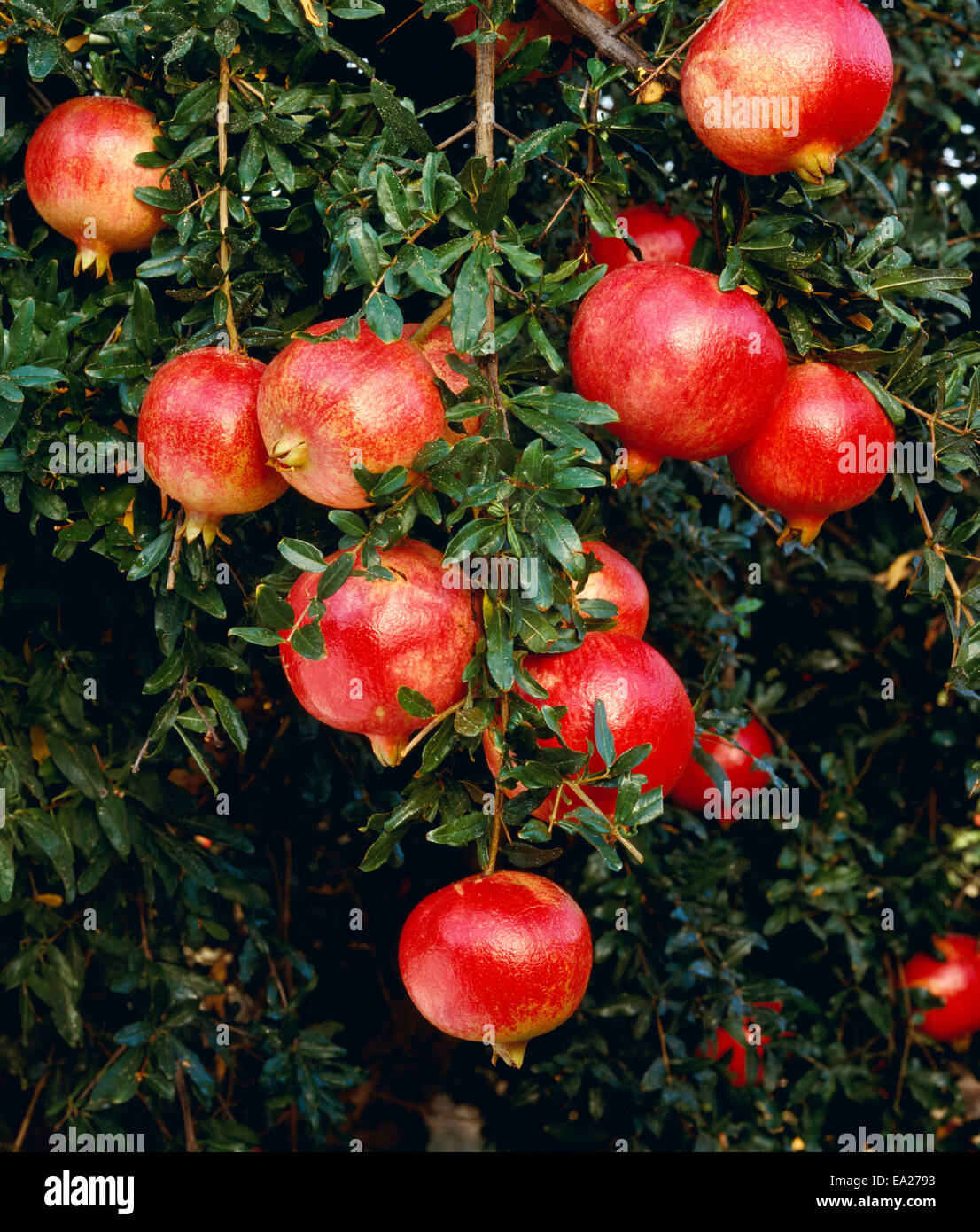 Harvest stage pomegranates hires stock photography and images Alamy