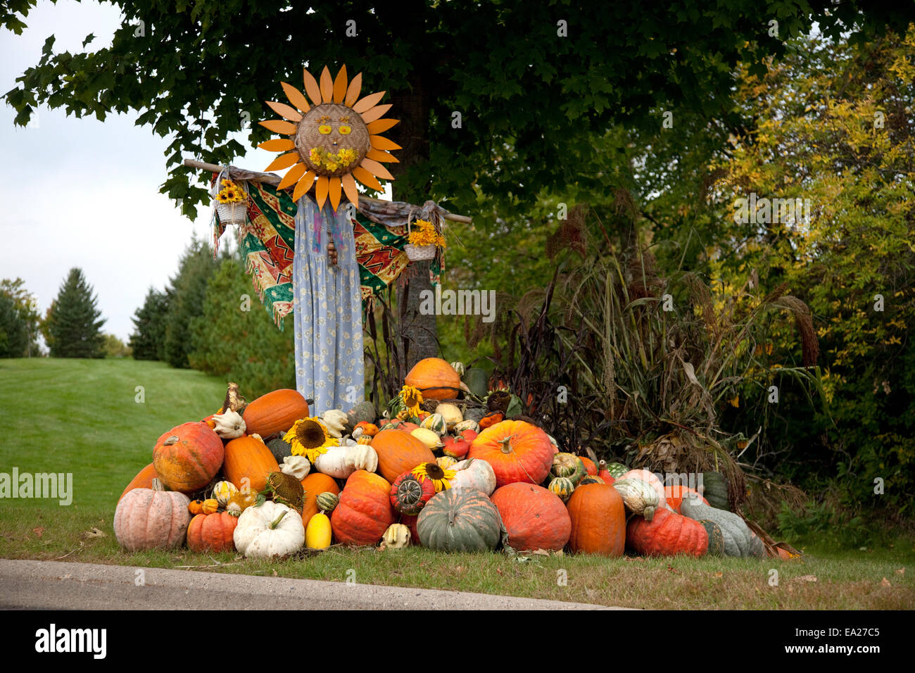 Autumn sunflower mannequin overseeing a large pile of harvest pumpkins