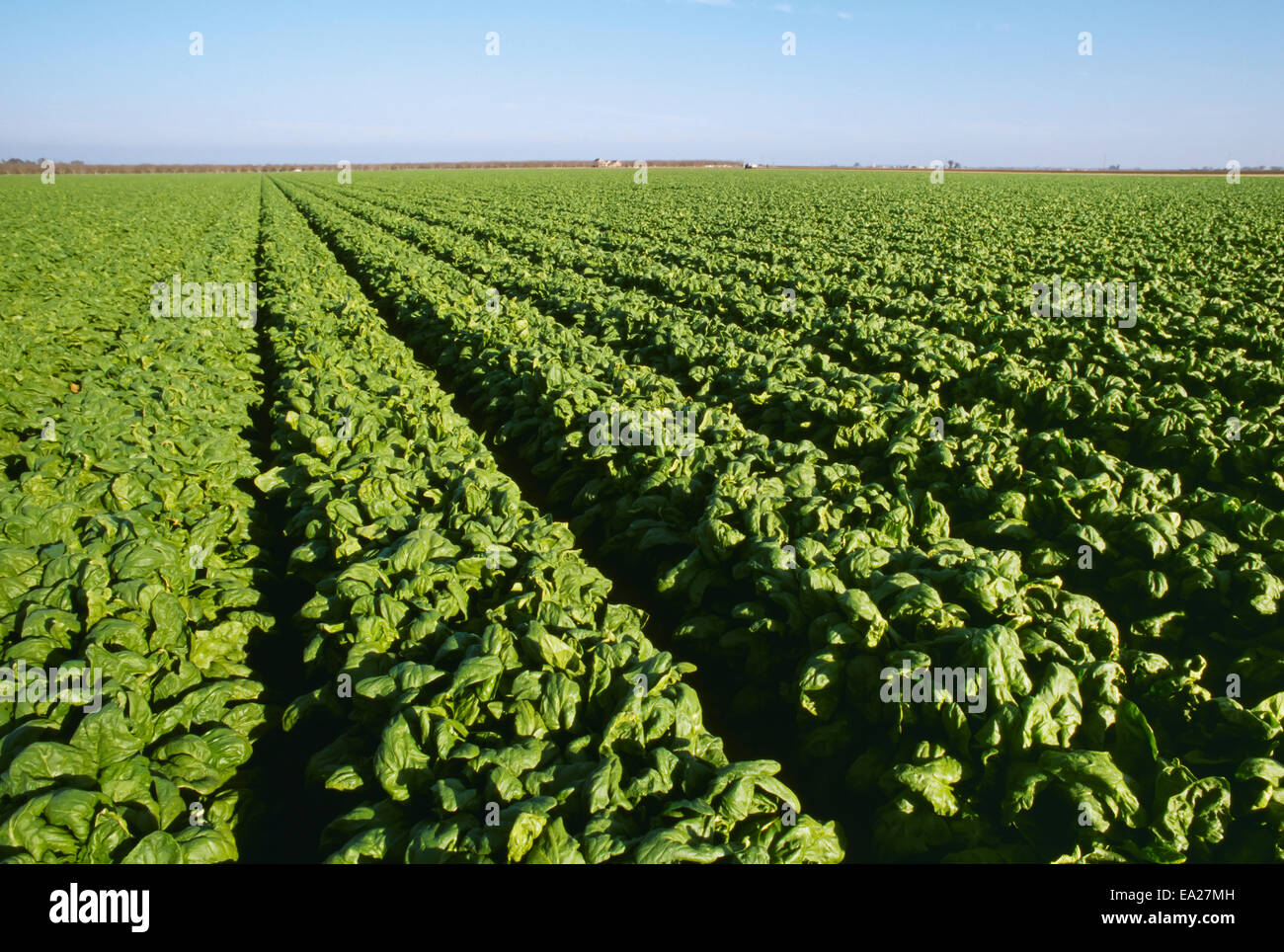 Agriculture Field of mature spinach, ready for harvest / near