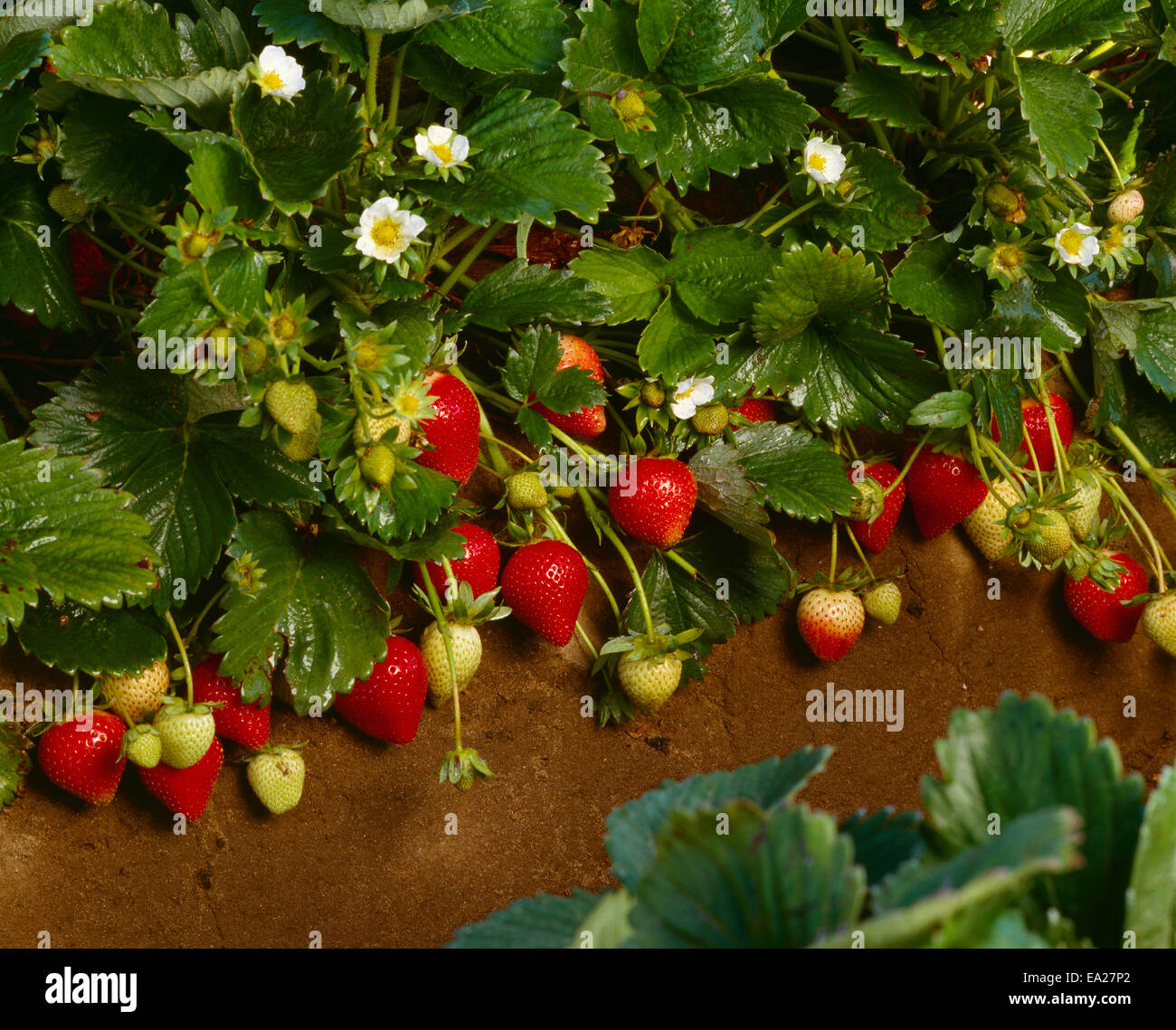 Agriculture - Strawberry plant closeup with ripe berries in a row and ...