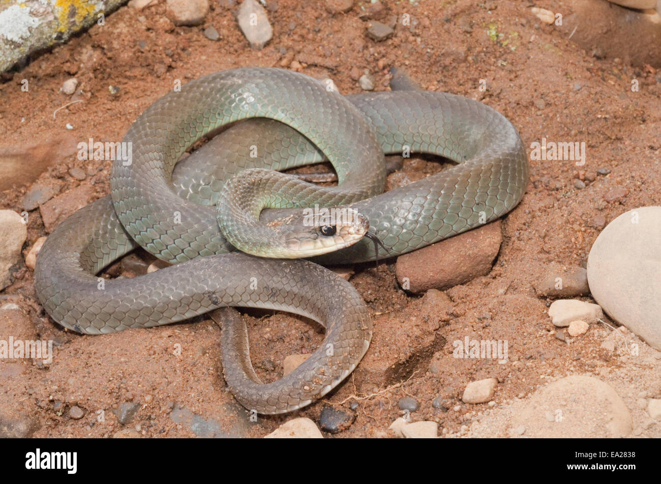 Blue racer, Coluber constrictor foxi, native to North America Stock Photo