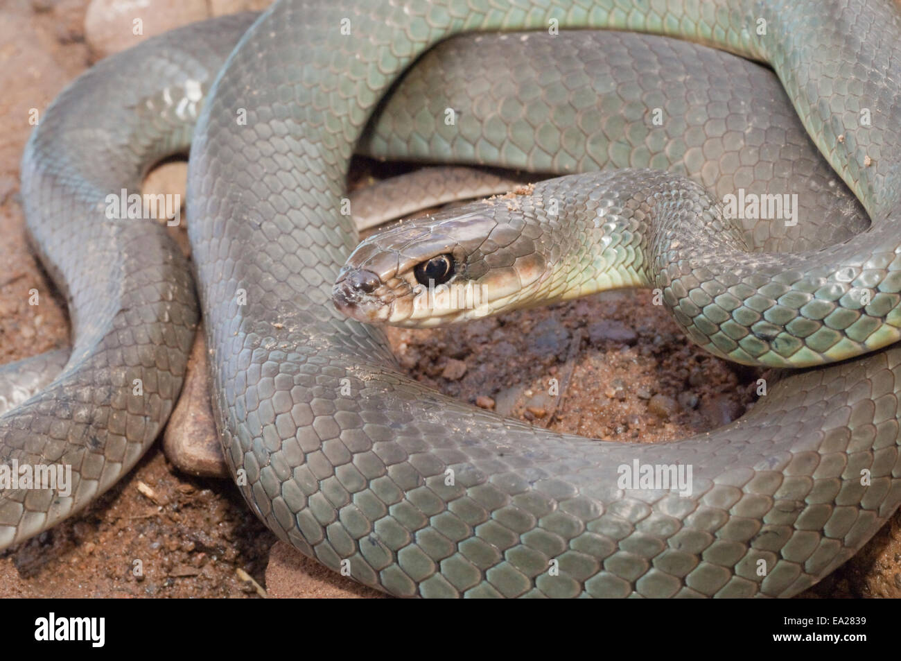 Blue racer, Coluber constrictor foxi, native to North America Stock Photo