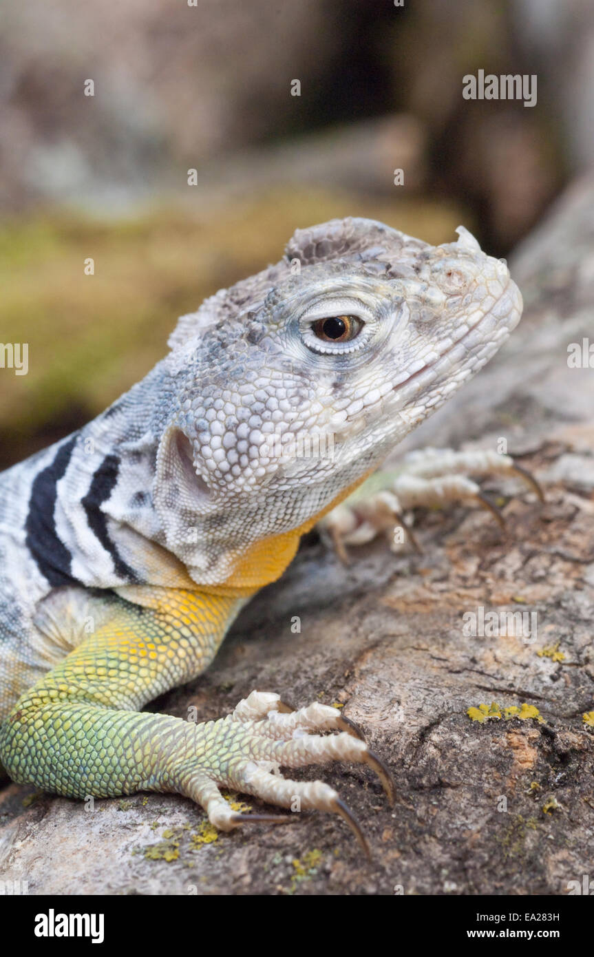 Native To South Central Arizona High Resolution Stock Photography and ...