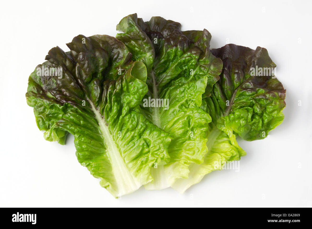 Red And Green Leaf Lettuce