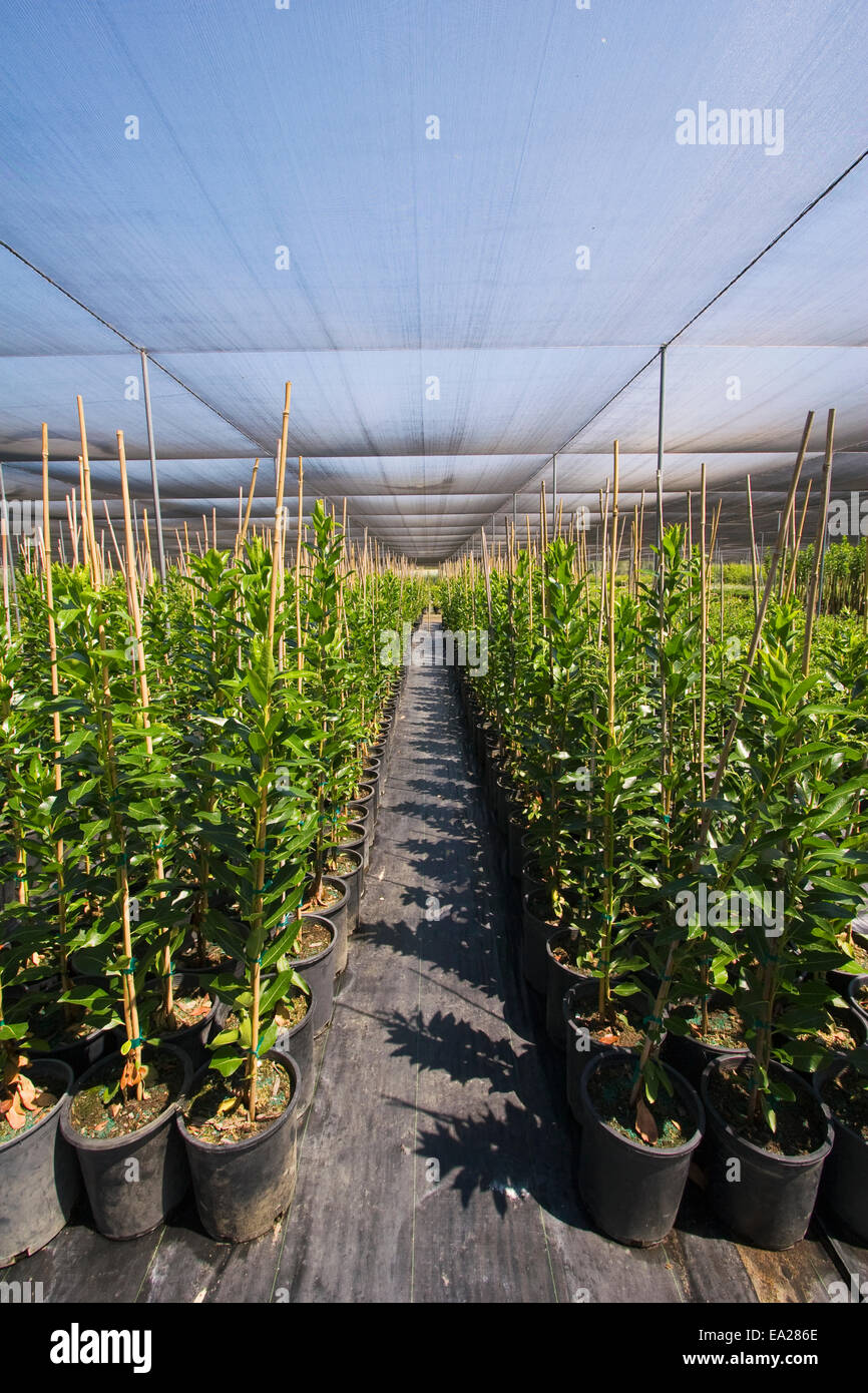 Various potted landscaping plants growing under shade covering at a