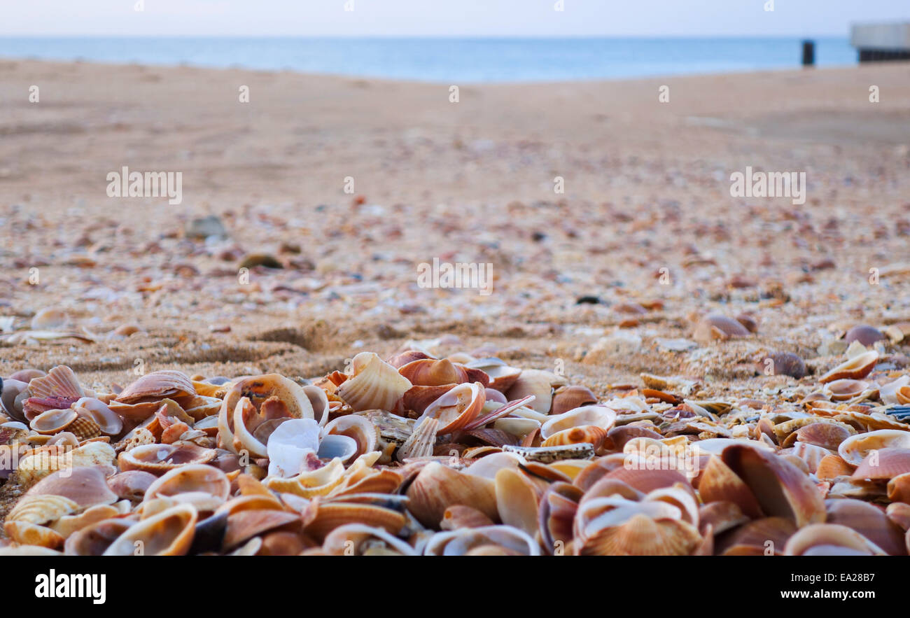 Shells shell in focus on beach, sea in bakground. Portugal. Stock Photo