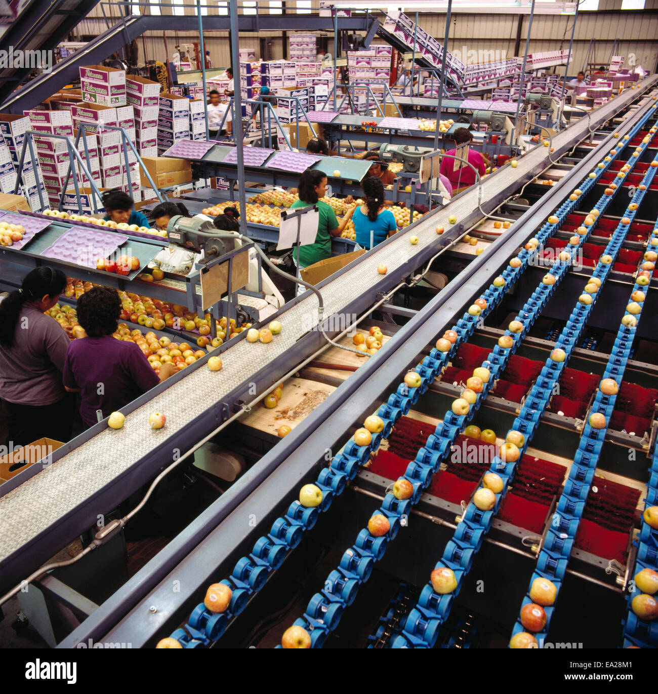 Agriculture Produce, apples, Apple packing facility / Linden