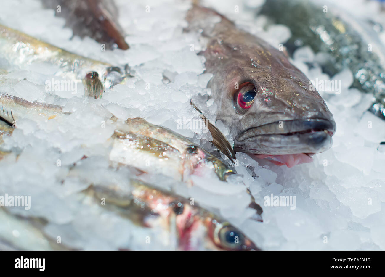 Frozen fish on the market Stock Photo Alamy