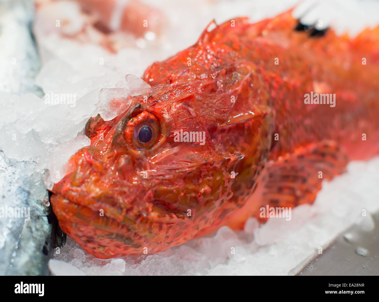 Frozen sea rockfish on the market. Stock Photo