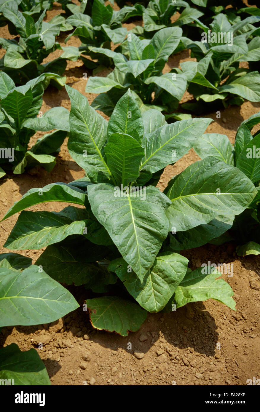Agriculture Mid growth Flue Cured tobacco plants / North Carolina