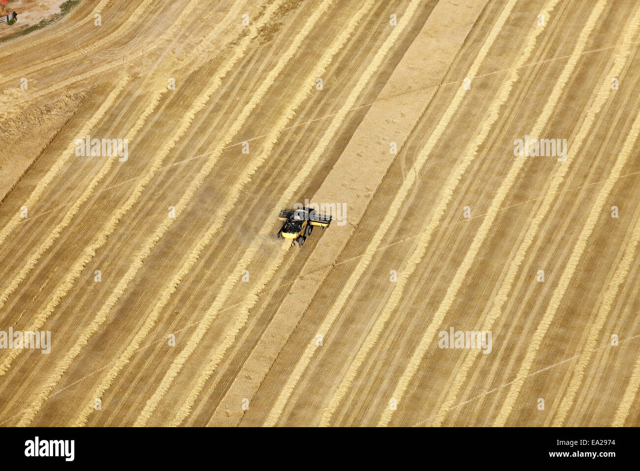 An aerial view of combines in the field harvesting wheat Stock Photo