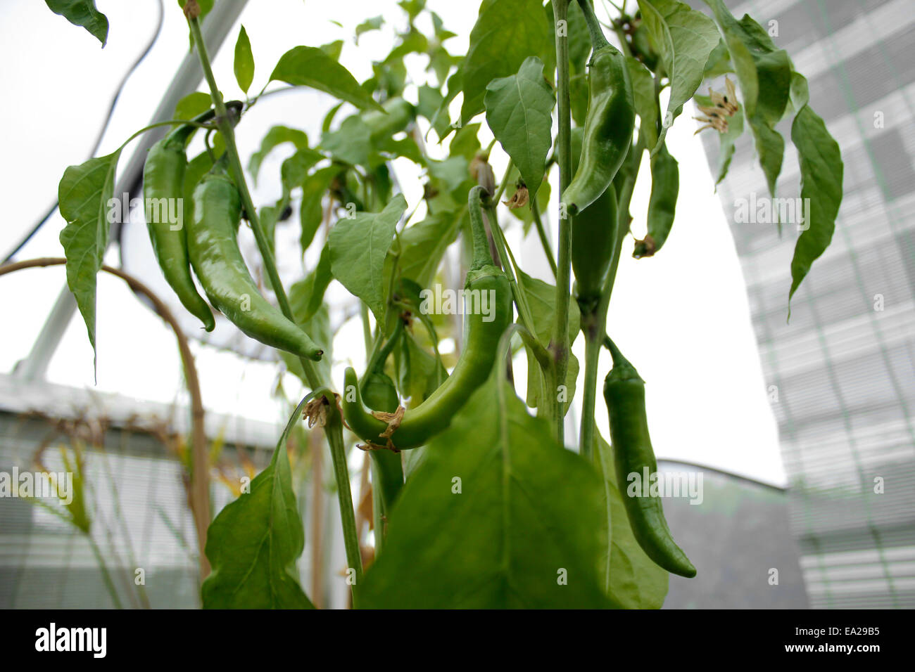 Calcutta Chilli peppers growing (Capsicum frutescents) Stock Photo