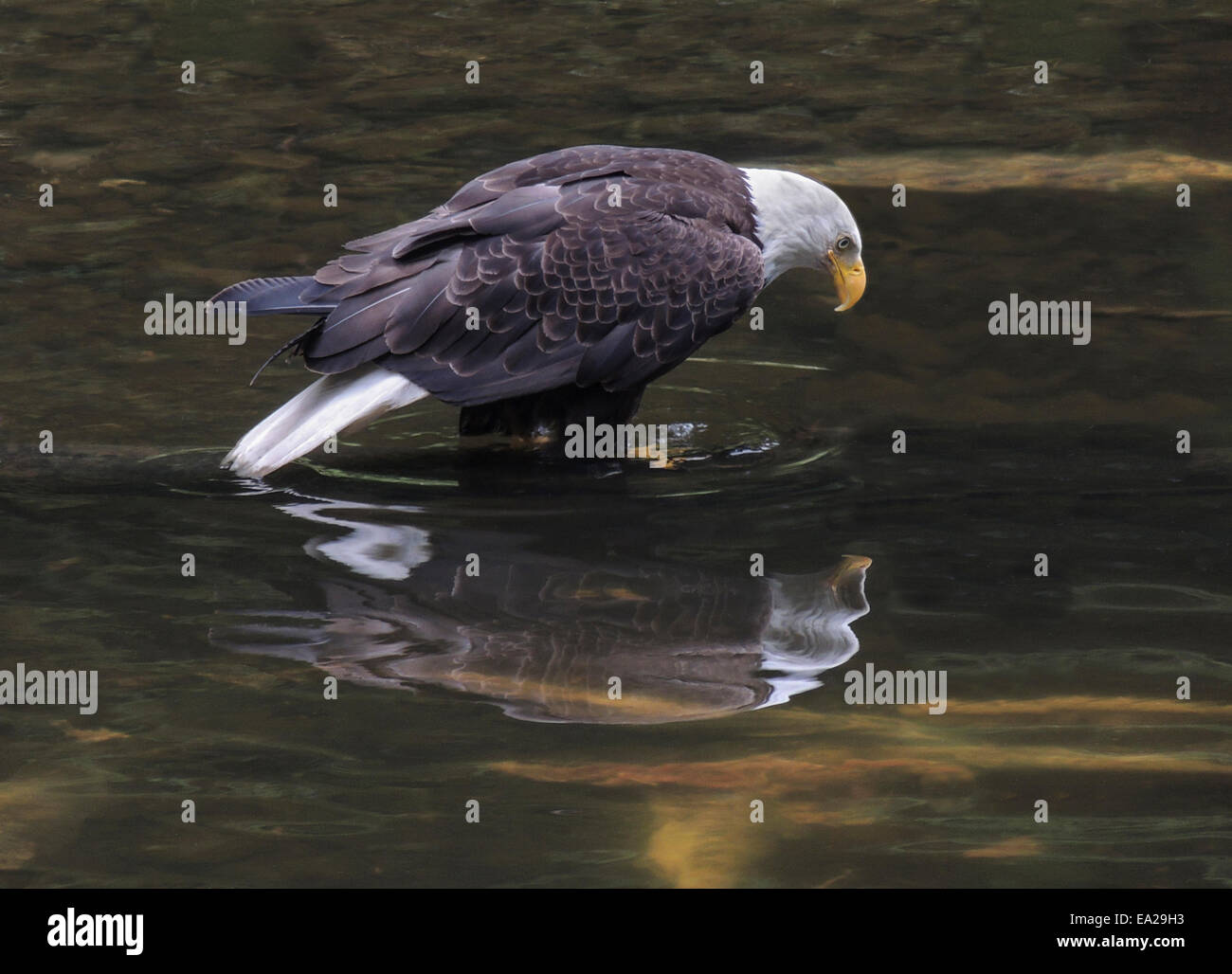 Bald Eagle (Haliaeetus leucocephalus) studies its reflection in Gunnuk Creek, Island of Kupreanof, village of Kake, Southeast Al Stock Photo
