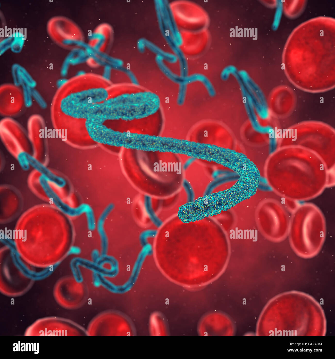 Ebola viruses in human blood flow , Hemorrhagic fever epidemic Stock Photo