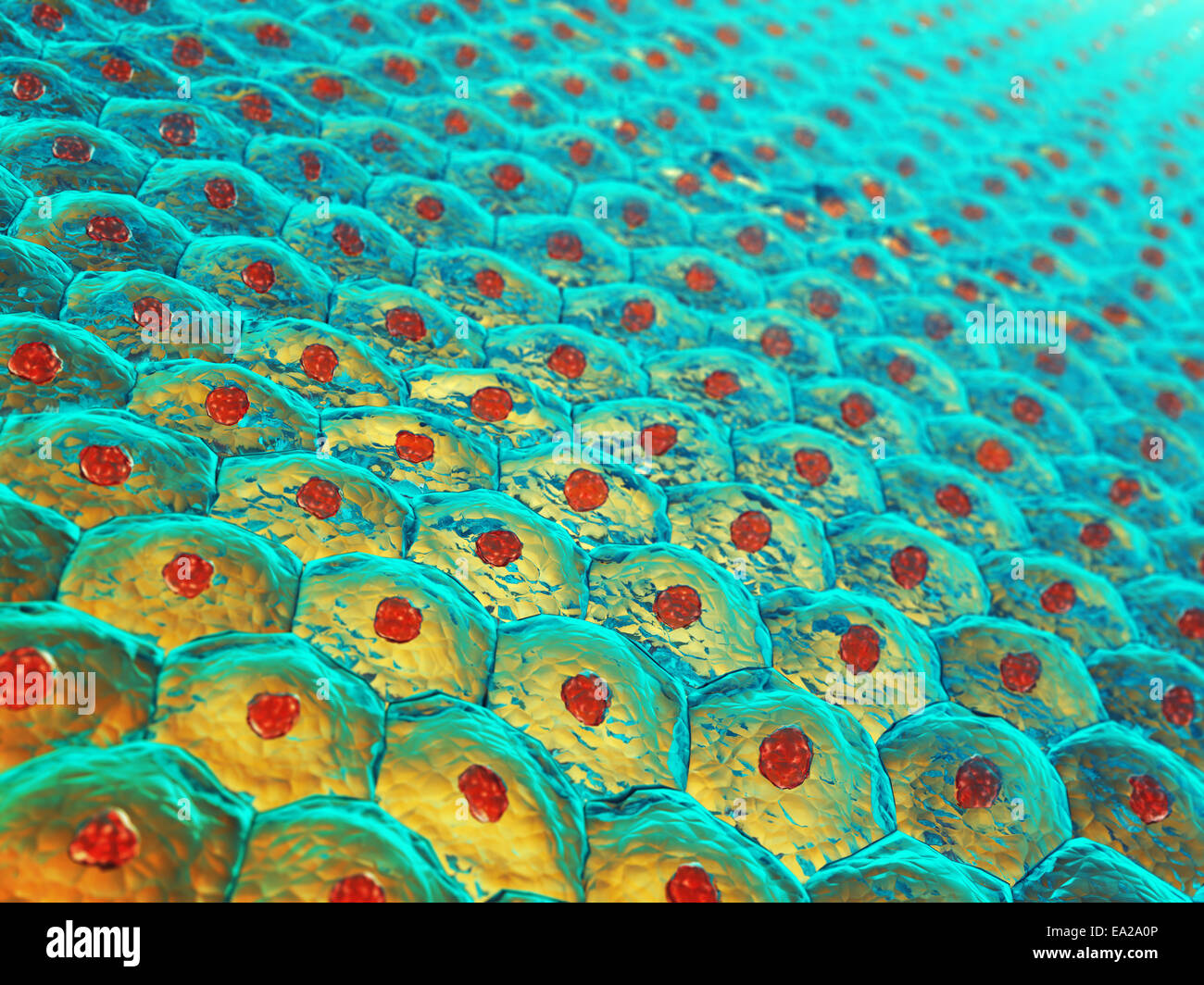 Human skin cells , Skin anatomy Stock Photo