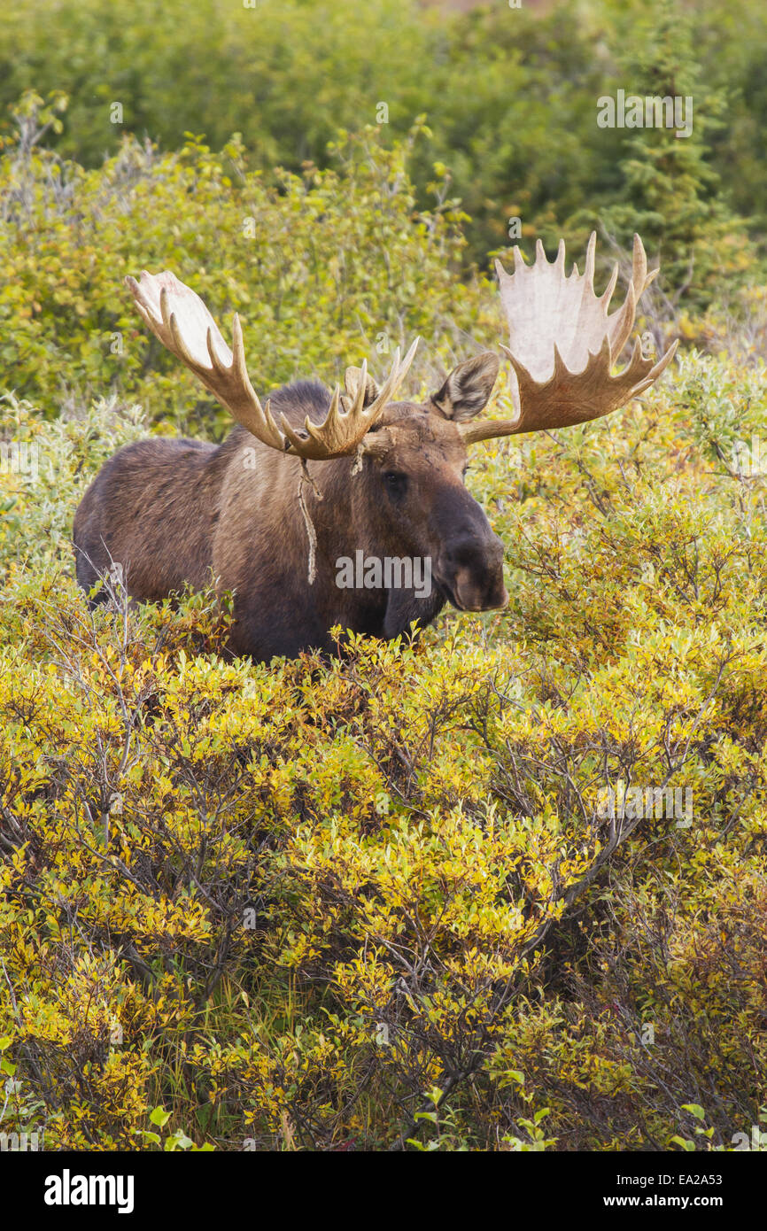 Moose male large antler hires stock photography and images Alamy