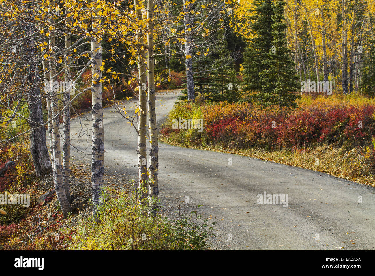 Alaska,Landscape,Tree,Denali Np Stock Photo