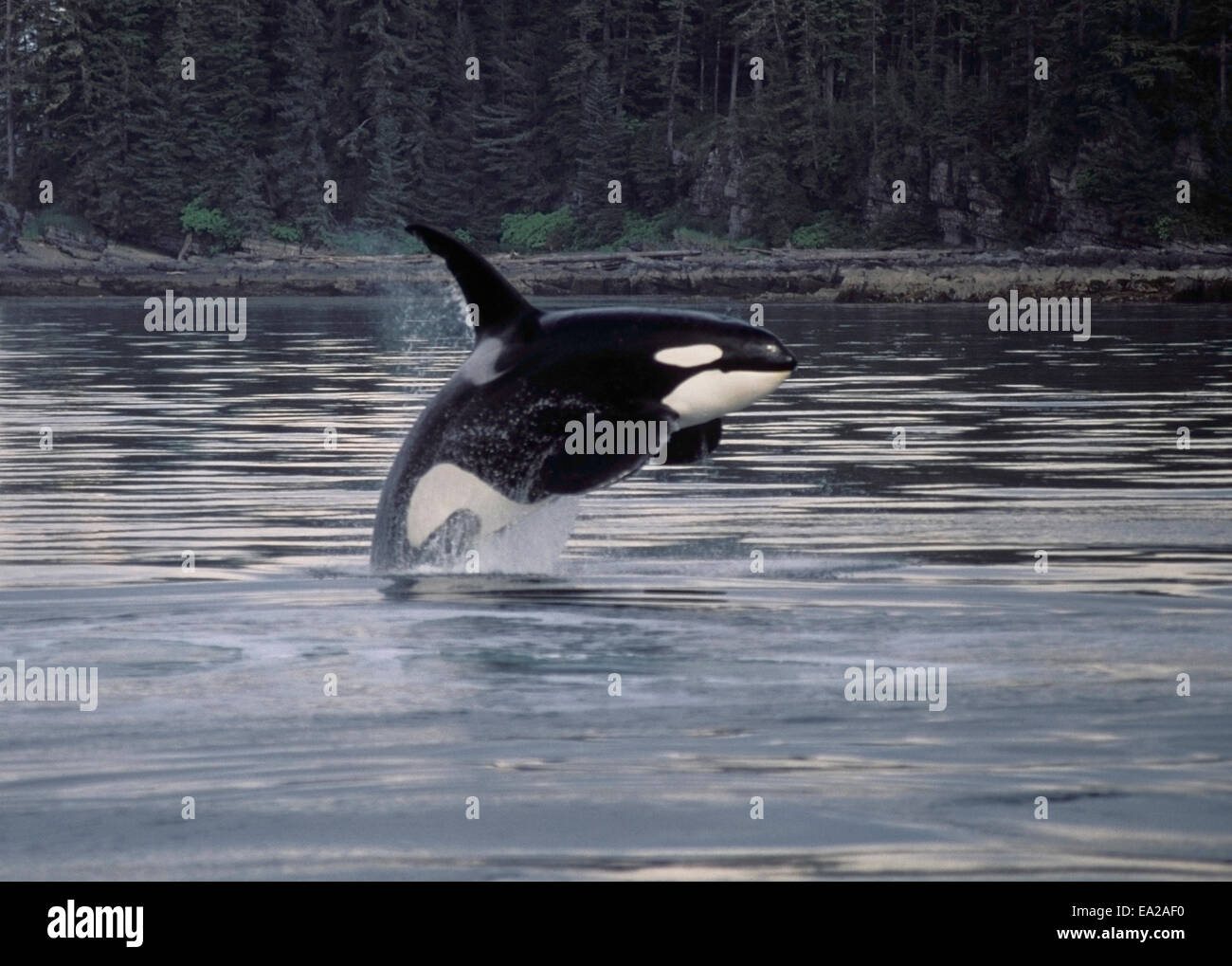 Killer Whale (Orcinus Orca), a toothed whale, breaching Southeast Alaska, the Alexander Archipelago. Stock Photo