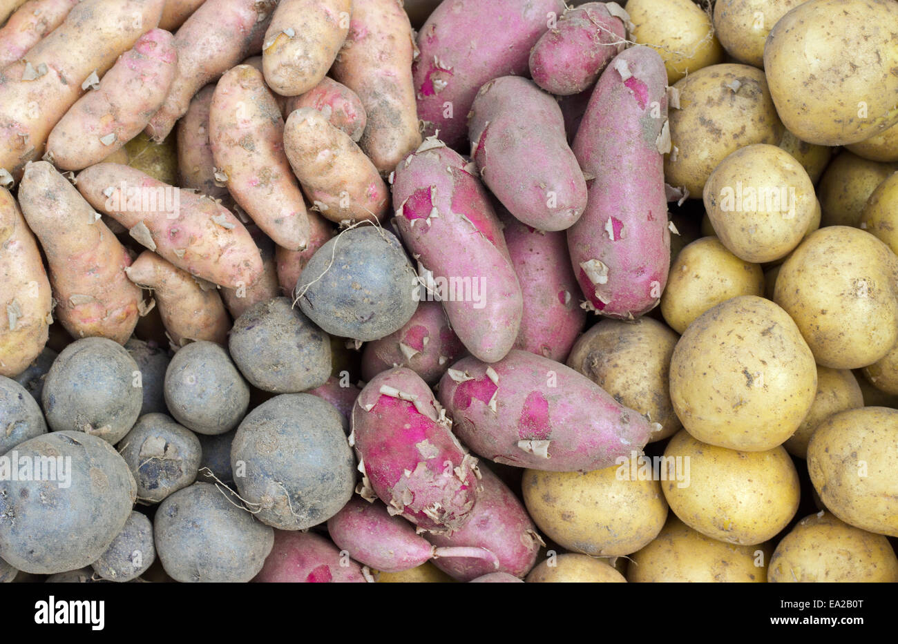 fresh, different red, yellow and blue potatoes Stock Photo
