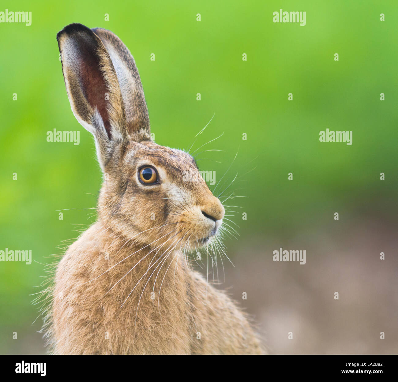 Brown Hare  Lepus europaeus Stock Photo