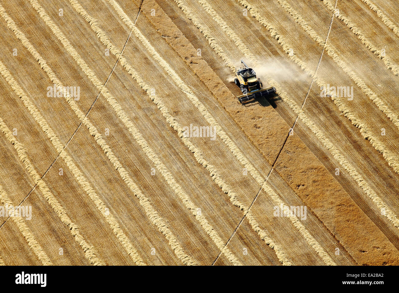 An aerial view of combines in the field harvesting wheat Stock Photo