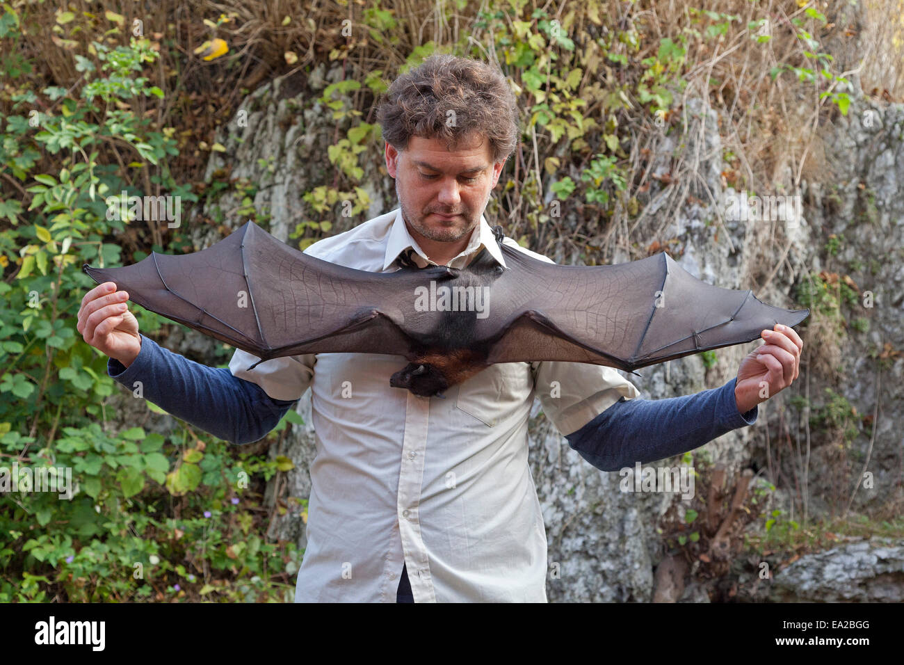 man showing the wing-span of a flying fox at the bat centre 'Noctalis', Bad Segeberg, Schleswig-Holstein, Germany Stock Photo