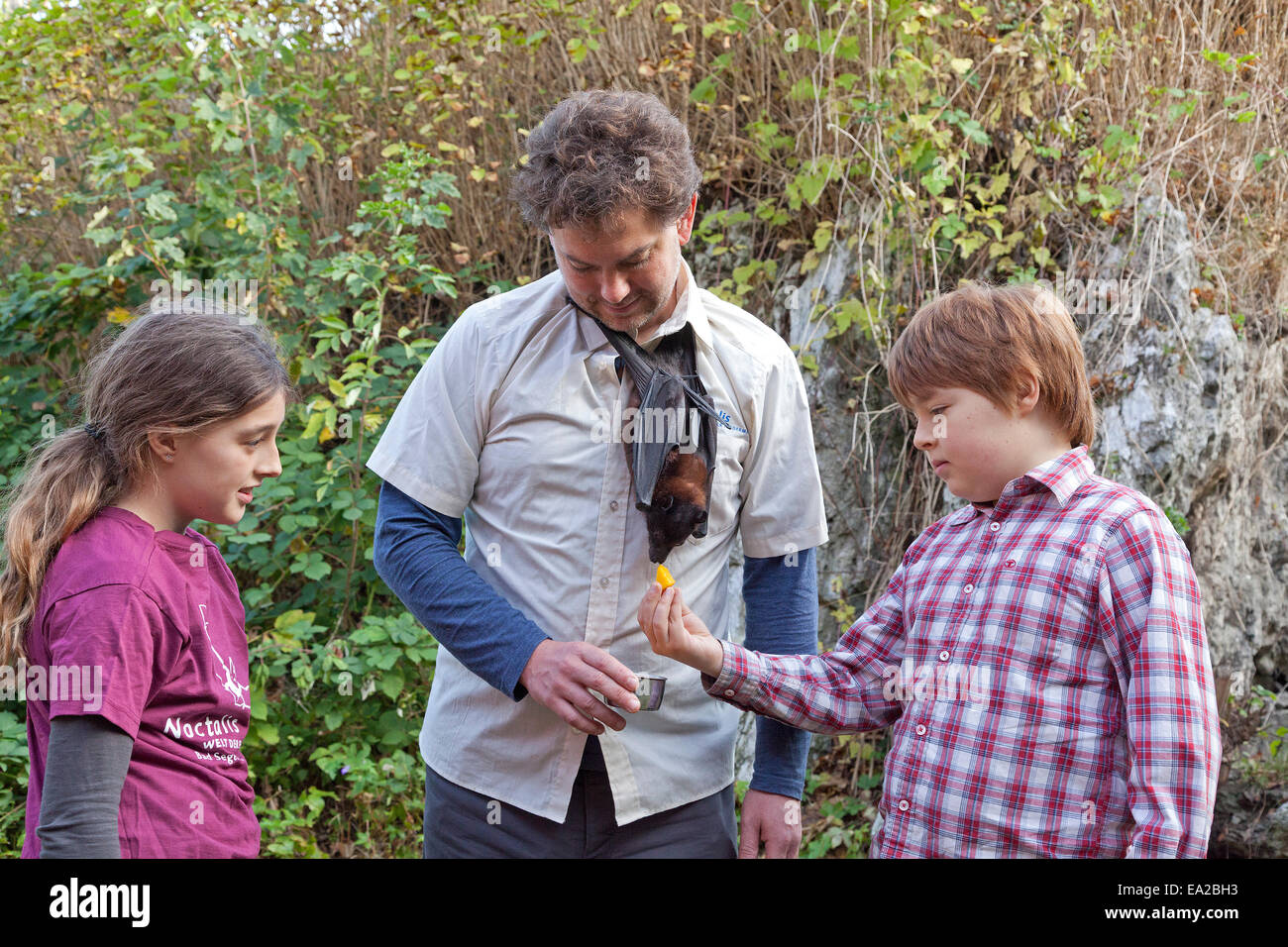 children watching man with flying fox hanging off his neck at bat centre 'Noctalis', Bad Segeberg, Schleswig-Holstein, Germany Stock Photo