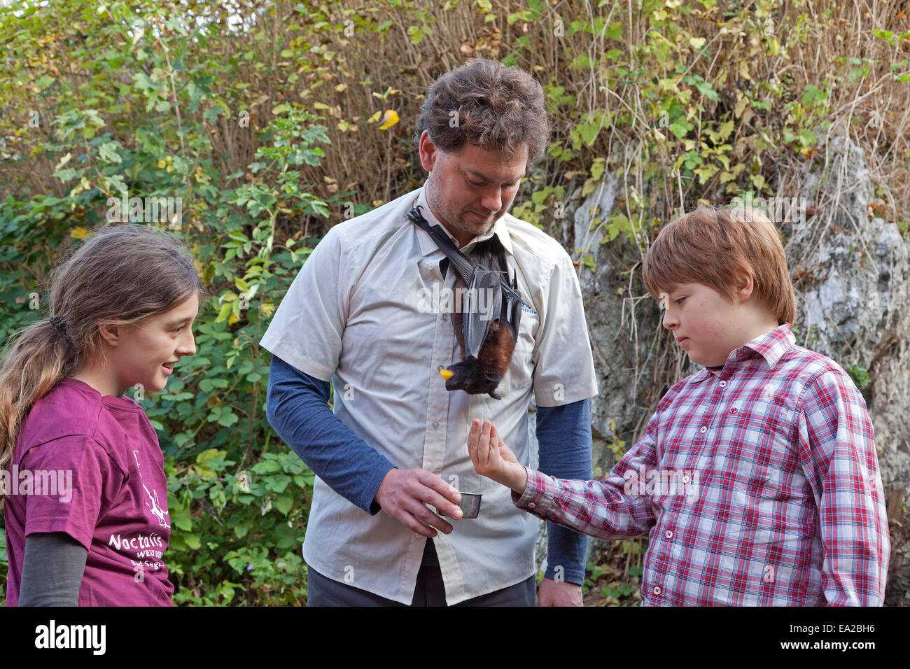 children watching man with flying fox hanging off his neck at bat centre 'Noctalis', Bad Segeberg, Schleswig-Holstein, Germany Stock Photo