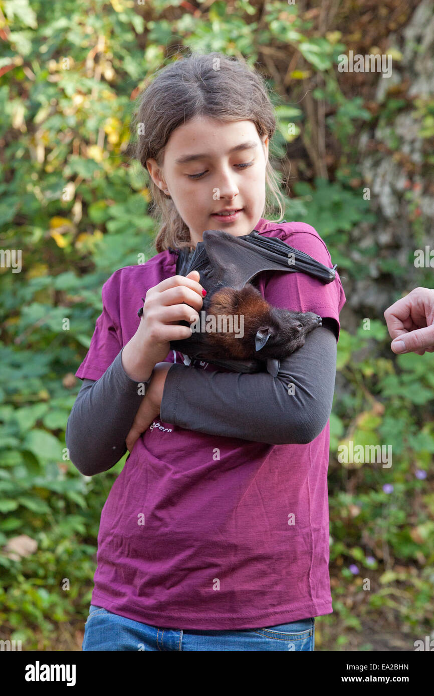 flying fox hanging off a girl at the bat centre 'Noctalis', Bad Segeberg, Schleswig-Holstein, Germany Stock Photo