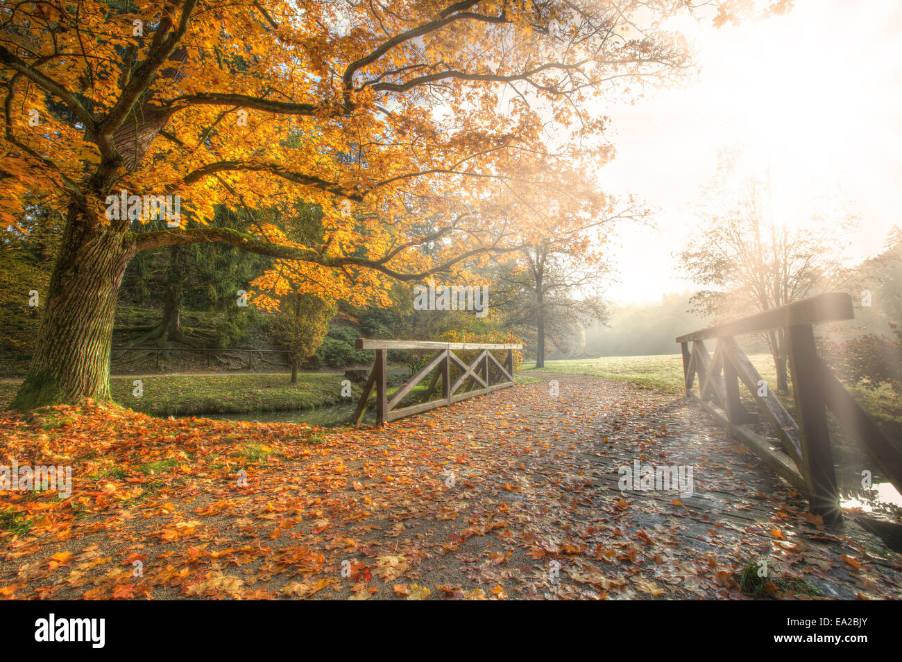 Rural autumn park view in beautiful color mood Stock Photo