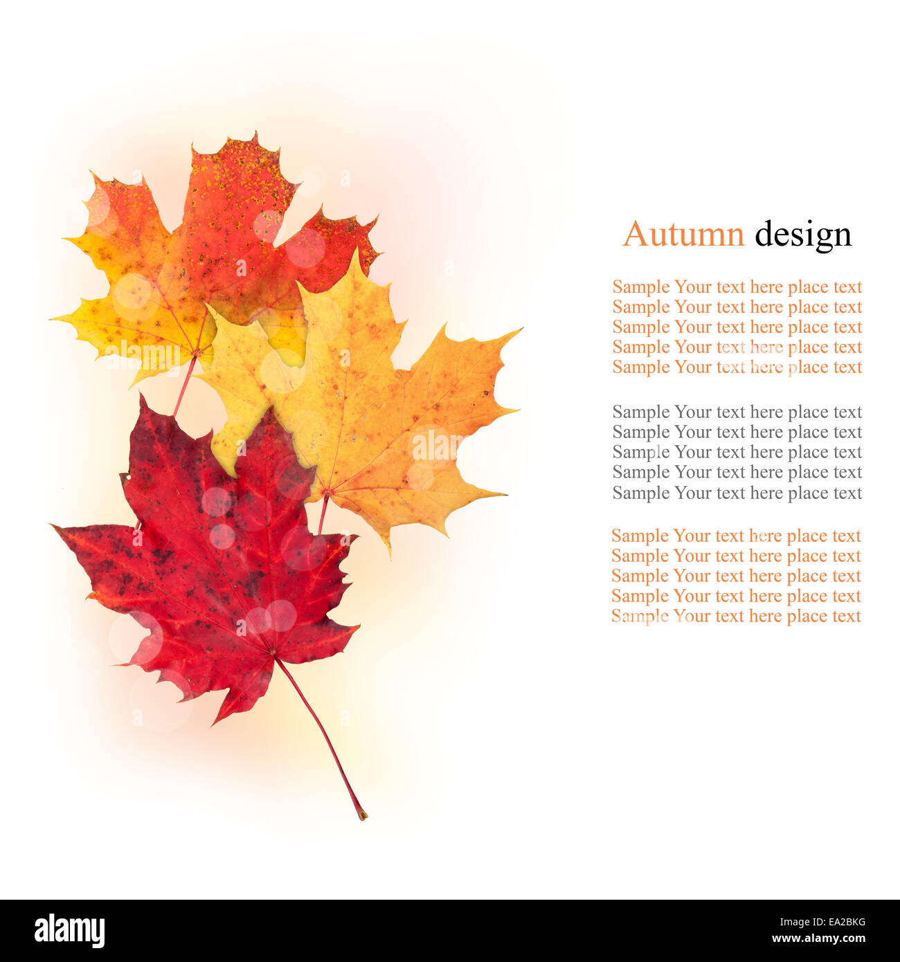 Colored autumn leaves isolated on white background Stock Photo - Alamy