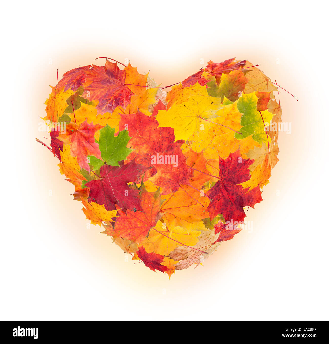 Colored autumn leaves in heart shape isolated on white background Stock ...