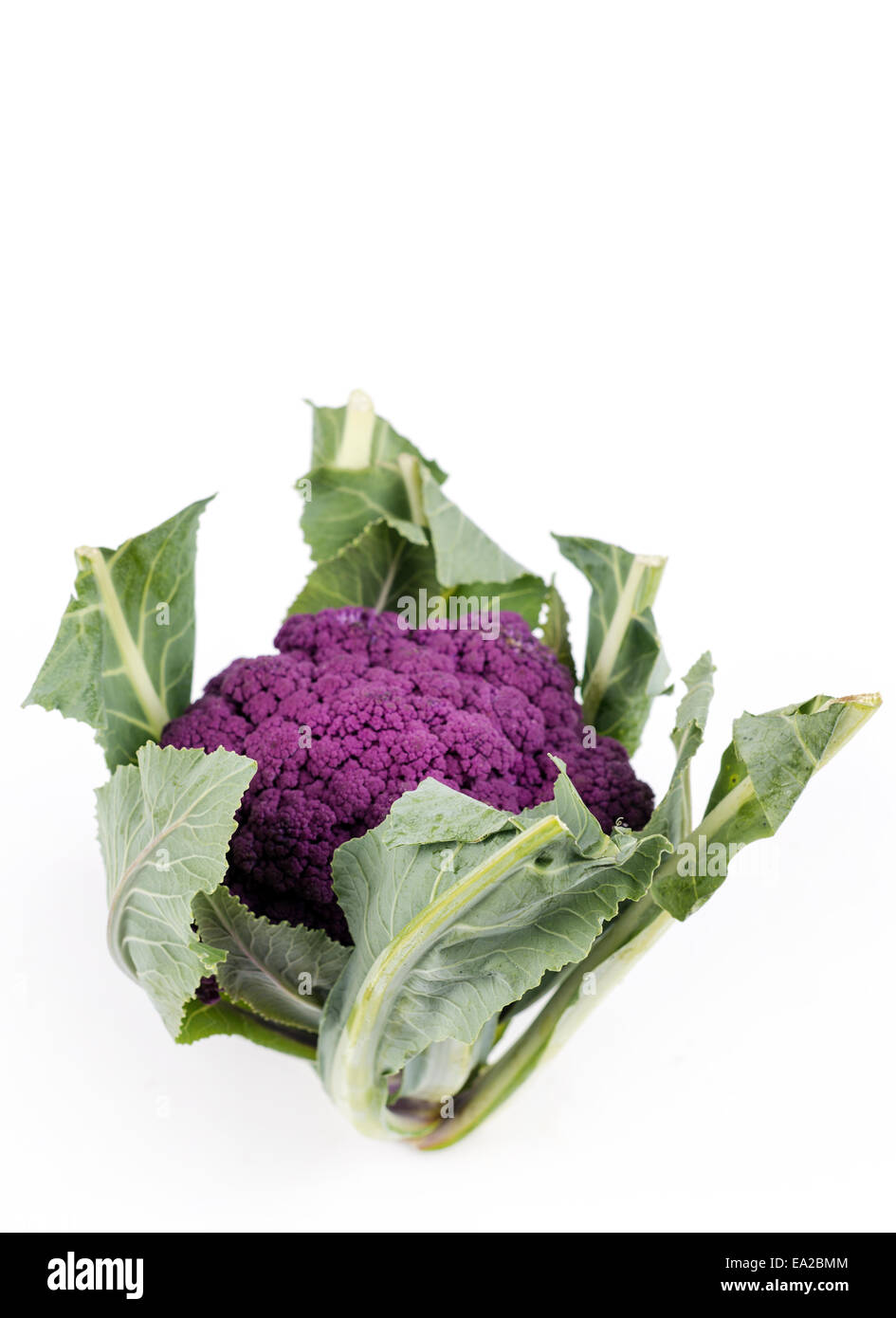 Purple cauliflower Stock Photo