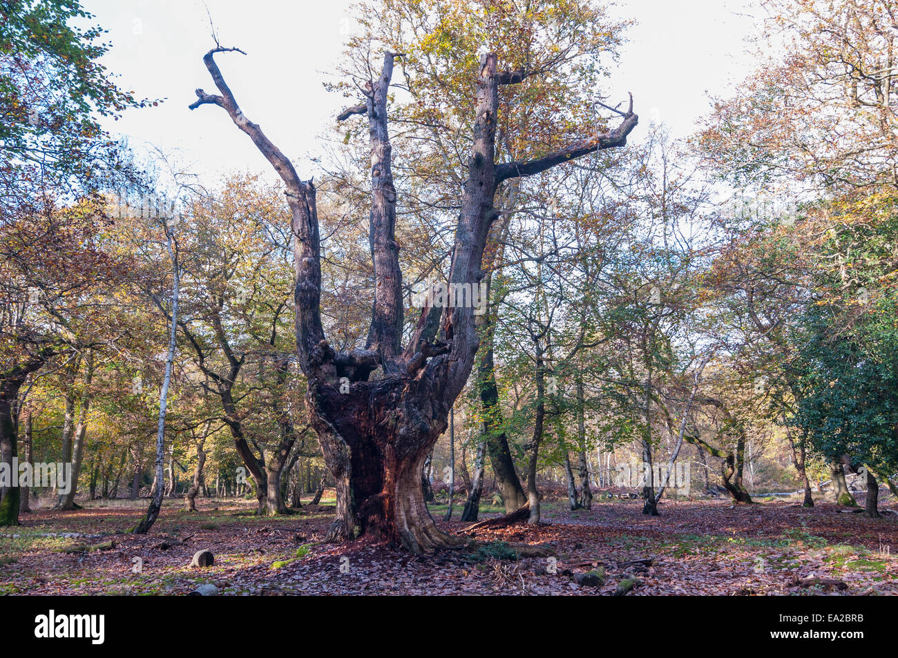 Buckinghamshire, UK.  5th November, 2014. UK Weather. Autumn comes to Burnham Beeches, a Site of Special Scientific Interest (SSSI), a National Nature Reserve (NNR) and European Special Area of Conservation (SAC).  SSSIs and NNRs are protected under British law and SACs are also protected under the European Community's Habitats Directive.  Owned by the City of London Corporation since 1880, The Beeches cover 220 hectares and are noted for ancient beech and oak pollards. Credit:  Stephen Chung/Alamy Live News Stock Photo