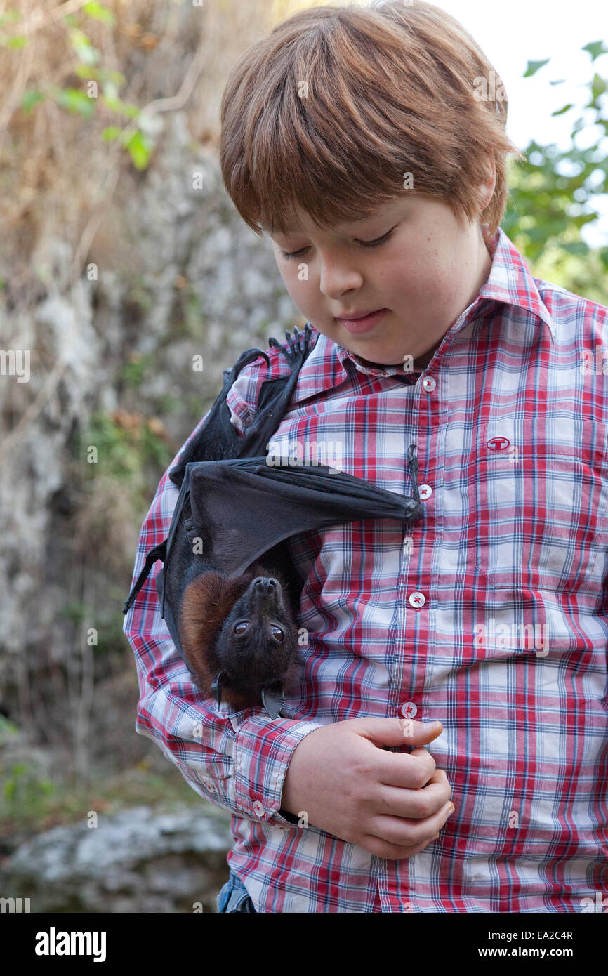 flying fox hanging off a boy at the bat centre 'Noctalis', Bad Segeberg, Schleswig-Holstein, Germany Stock Photo