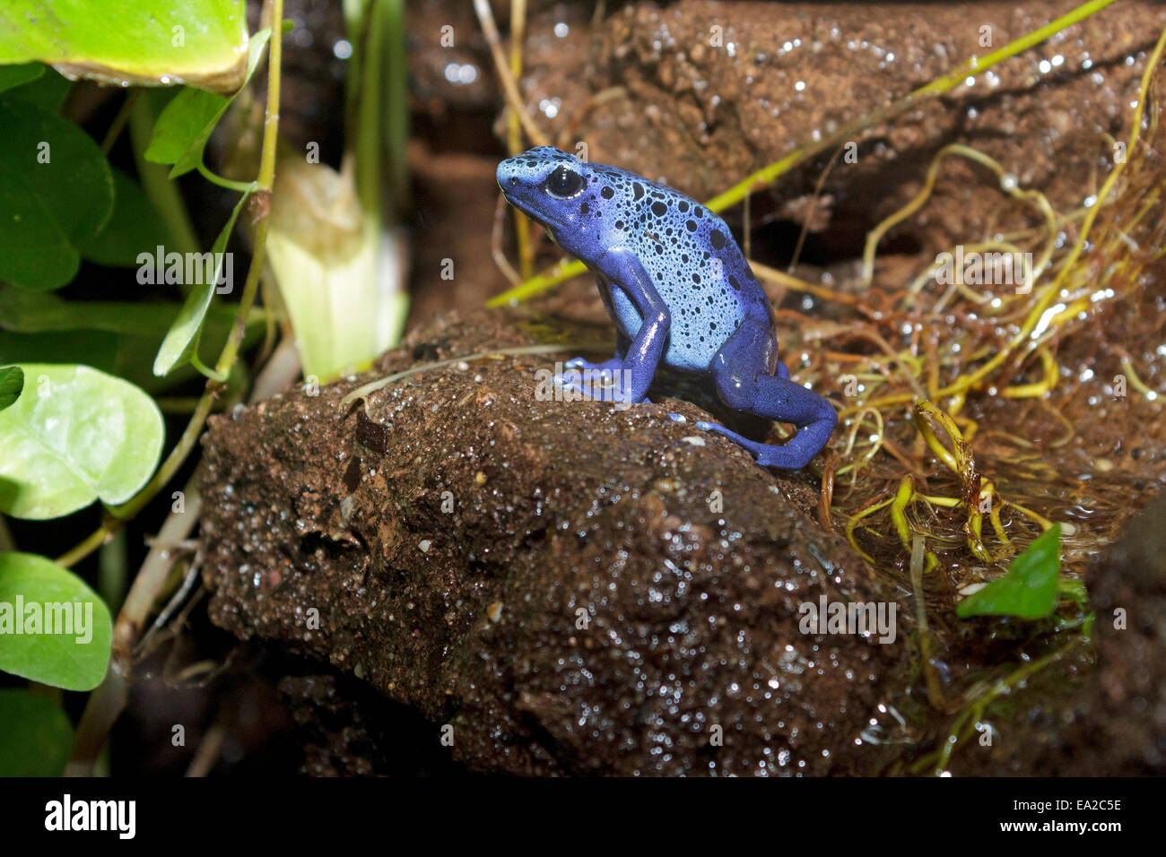 blue poison dart frog (Dendrobates tinctorius 'azureus') at bat centre 'Noctalis', Bad Segeberg, Schleswig-Holstein, Germany Stock Photo