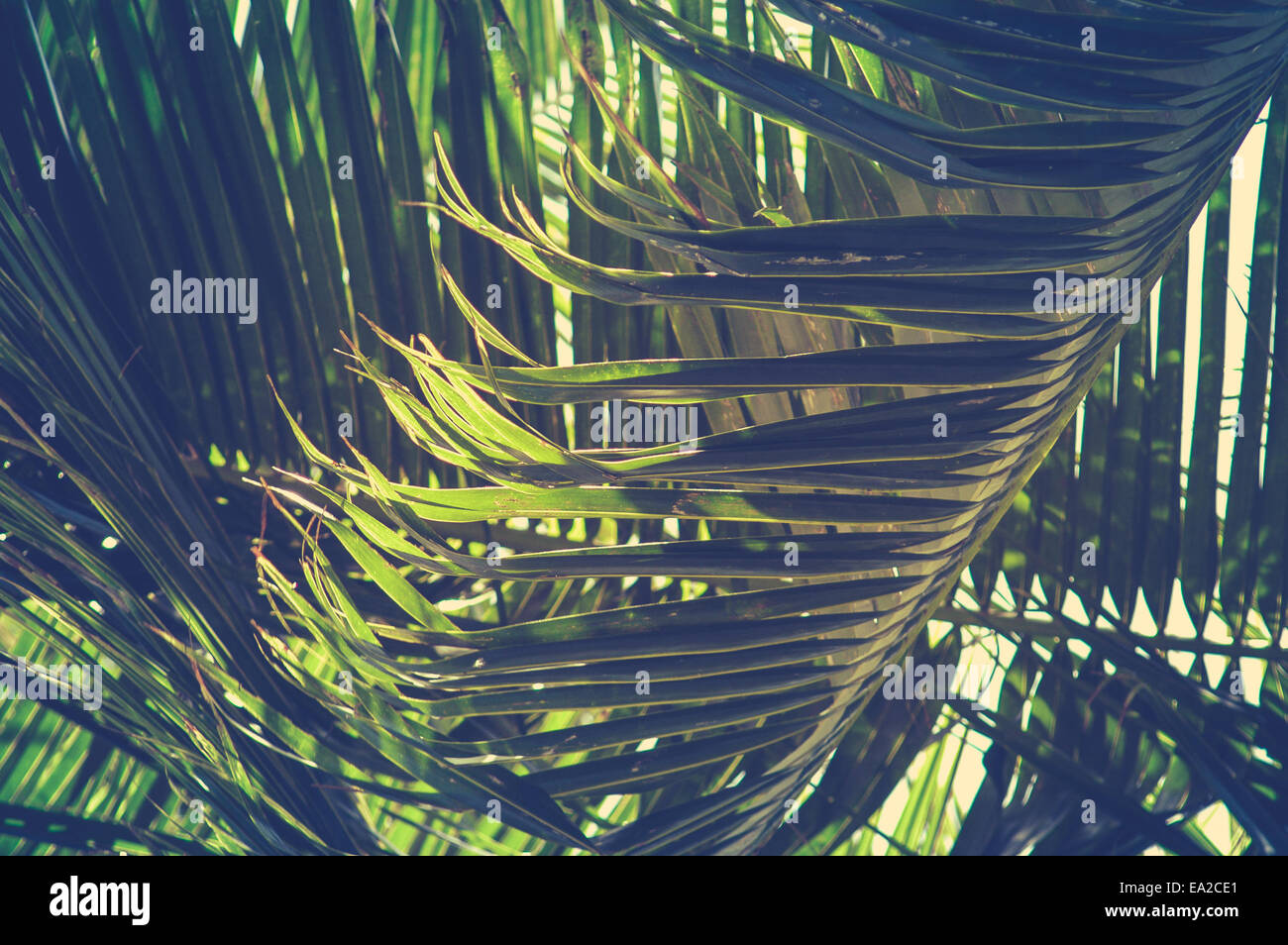 Retro Filtered Style Palm Tree Stock Photo