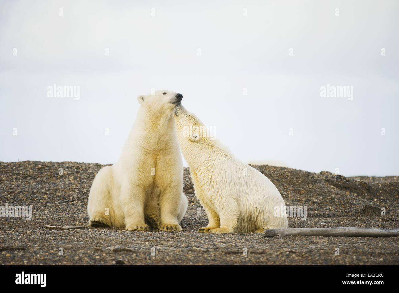 Polar bear family ice water hi-res stock photography and images - Alamy