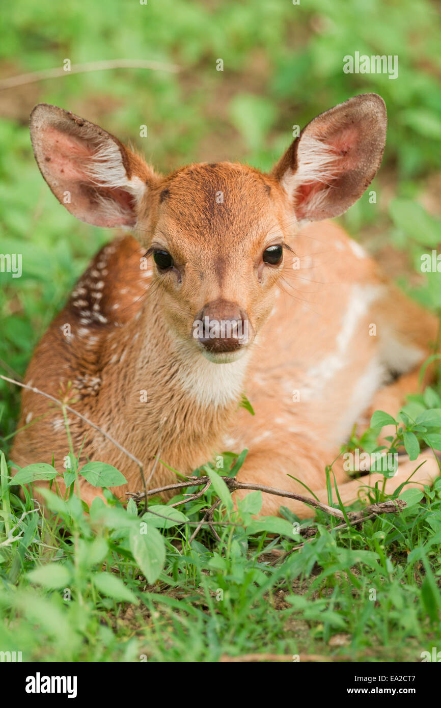Deer Fawn lying down in grass Stock Photo Alamy