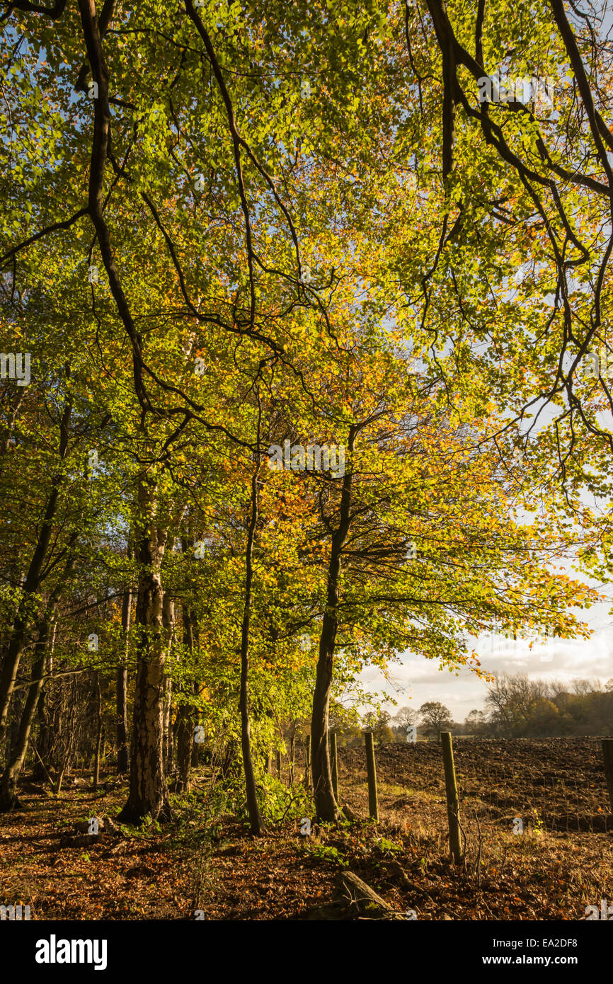 Sunlight Autumn trees at Adel Dam Nature Reserve. Stock Photo