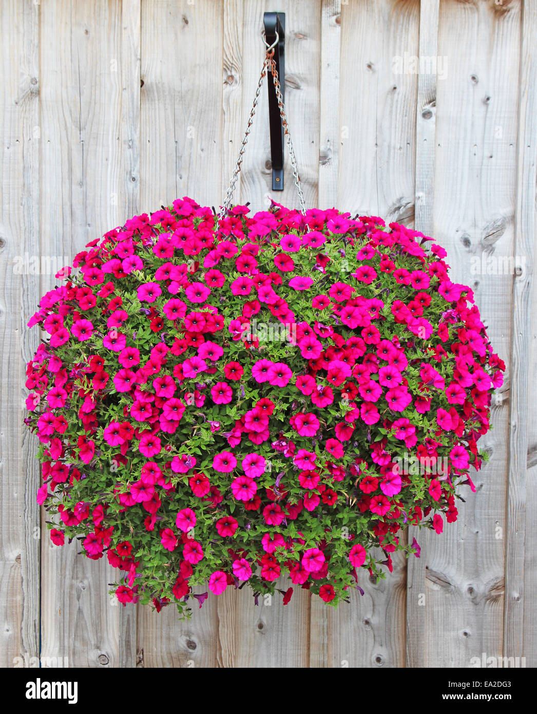 A Round Hanging Basket of Dark Pink Petunias Stock Photo