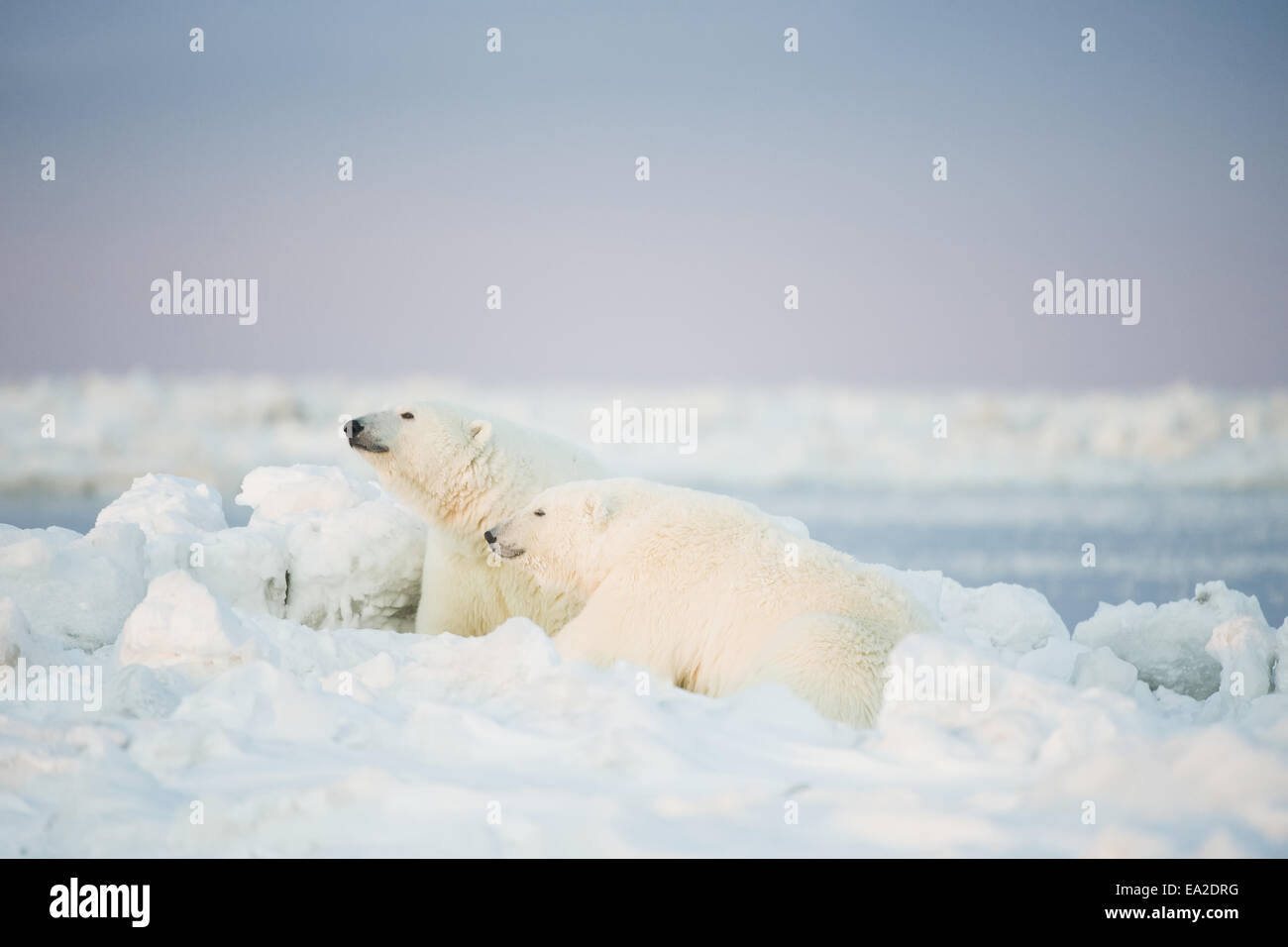 Cub endangered wildlife hi-res stock photography and images - Alamy