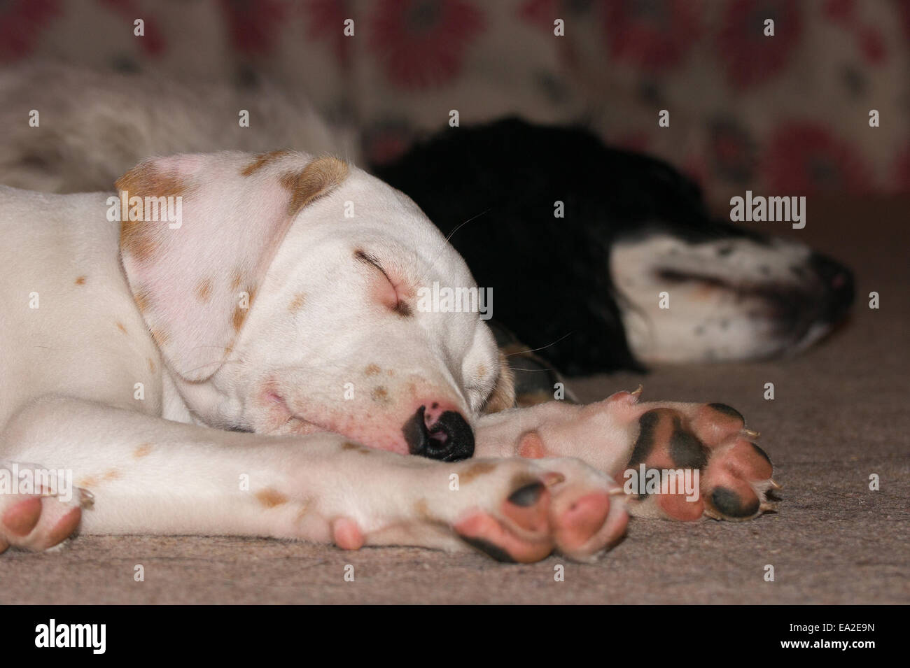 Sleeping dogs Stock Photo