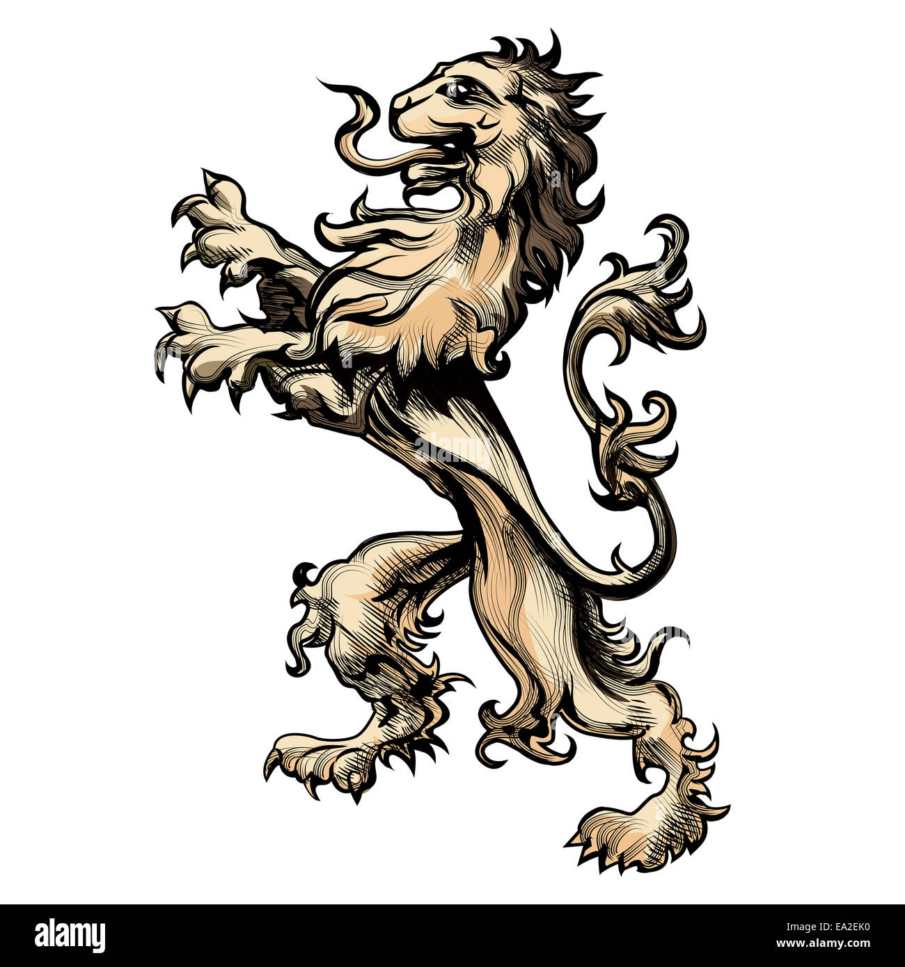 Heraldry lion drawn in engraving style Stock Photo